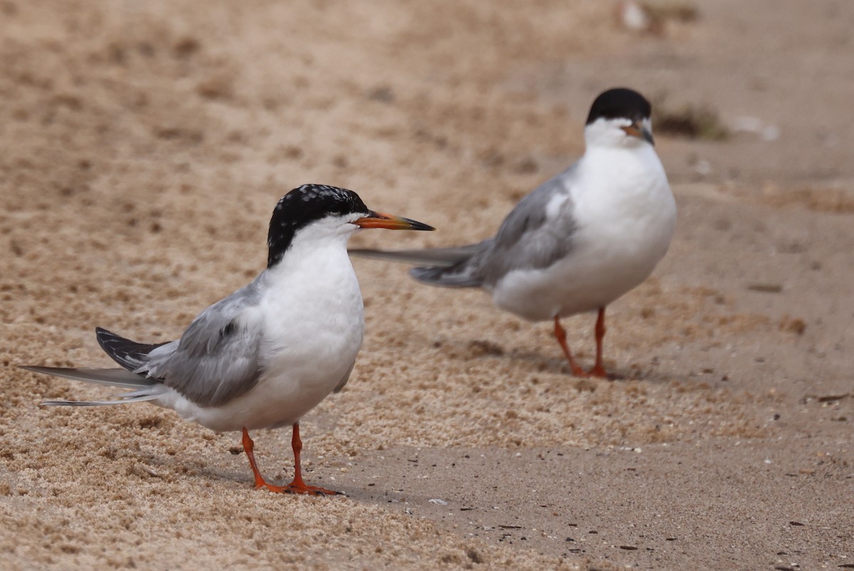 Forster's Tern - ML638866496