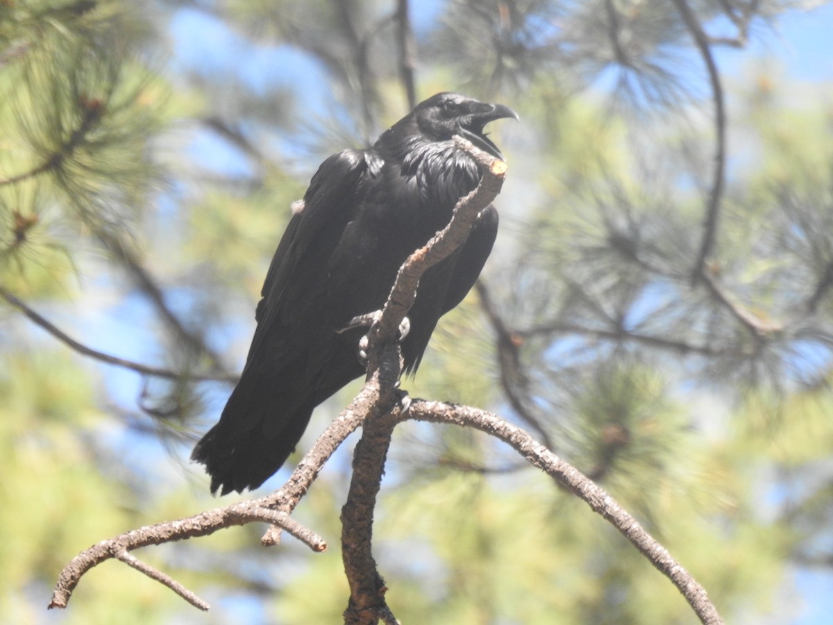 Common Raven - ML638866499