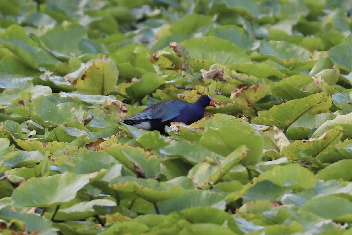 Purple Gallinule - ML638866500