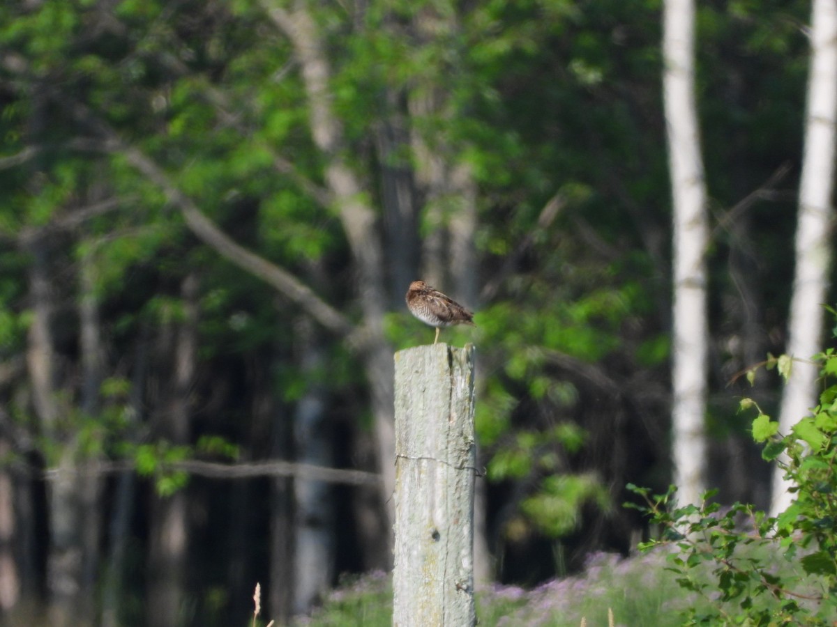Wilson's Snipe - ML638866616
