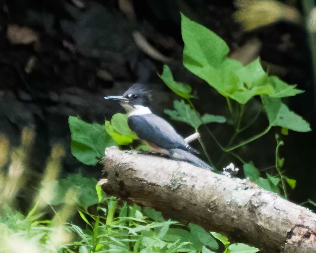 Belted Kingfisher - ML638866667