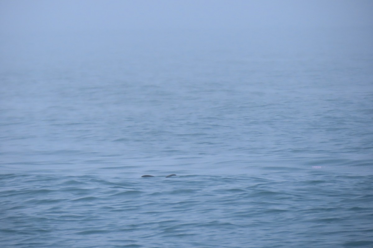 buřníček žlutonohý - ML638866756