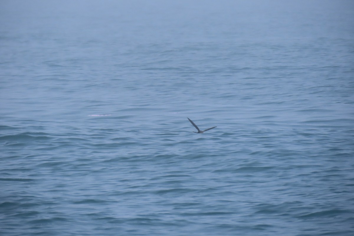 buřníček žlutonohý - ML638866757