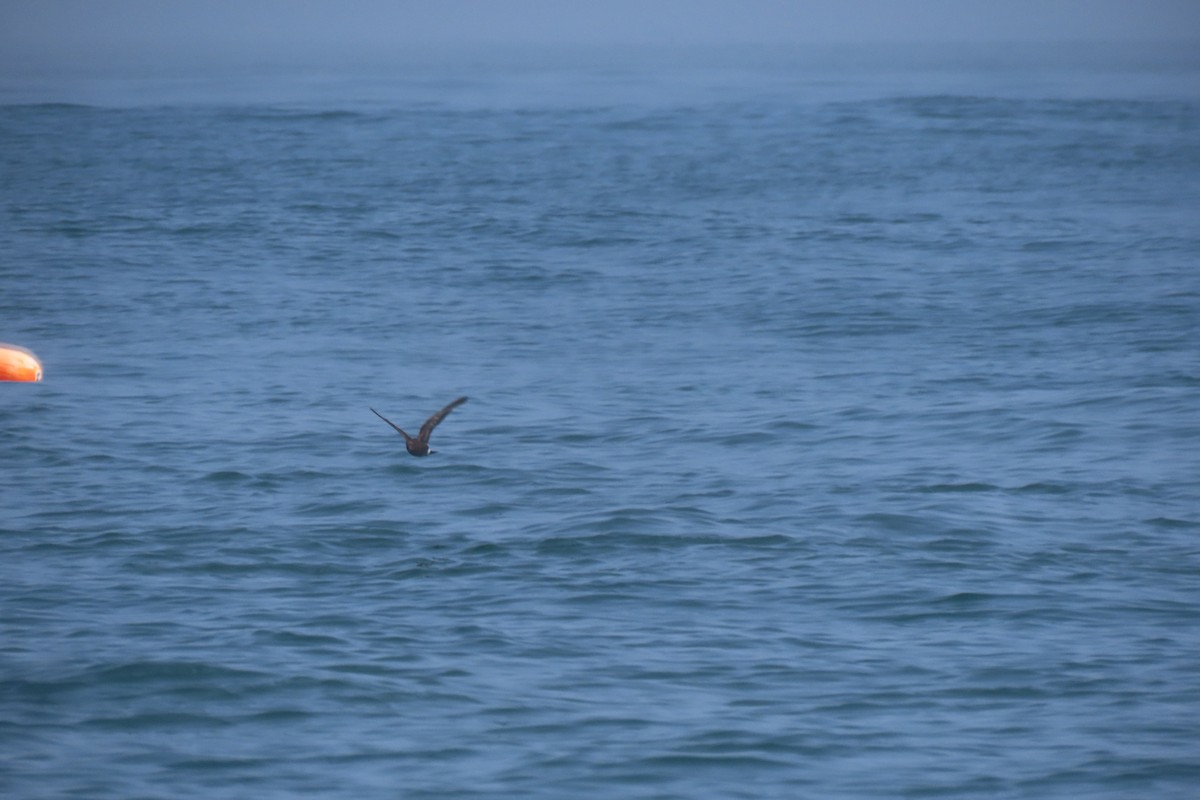 buřníček žlutonohý - ML638866758