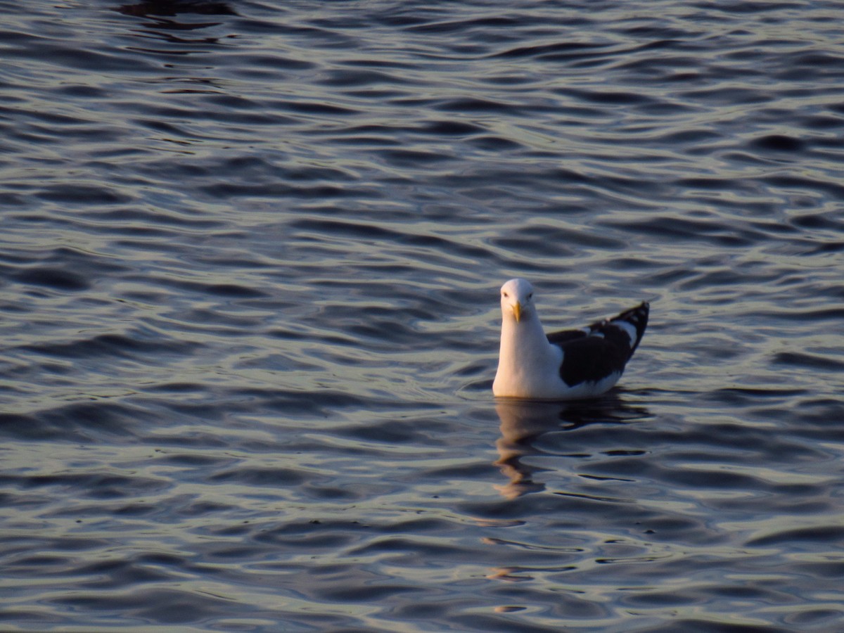 Kelp Gull - ML638866774