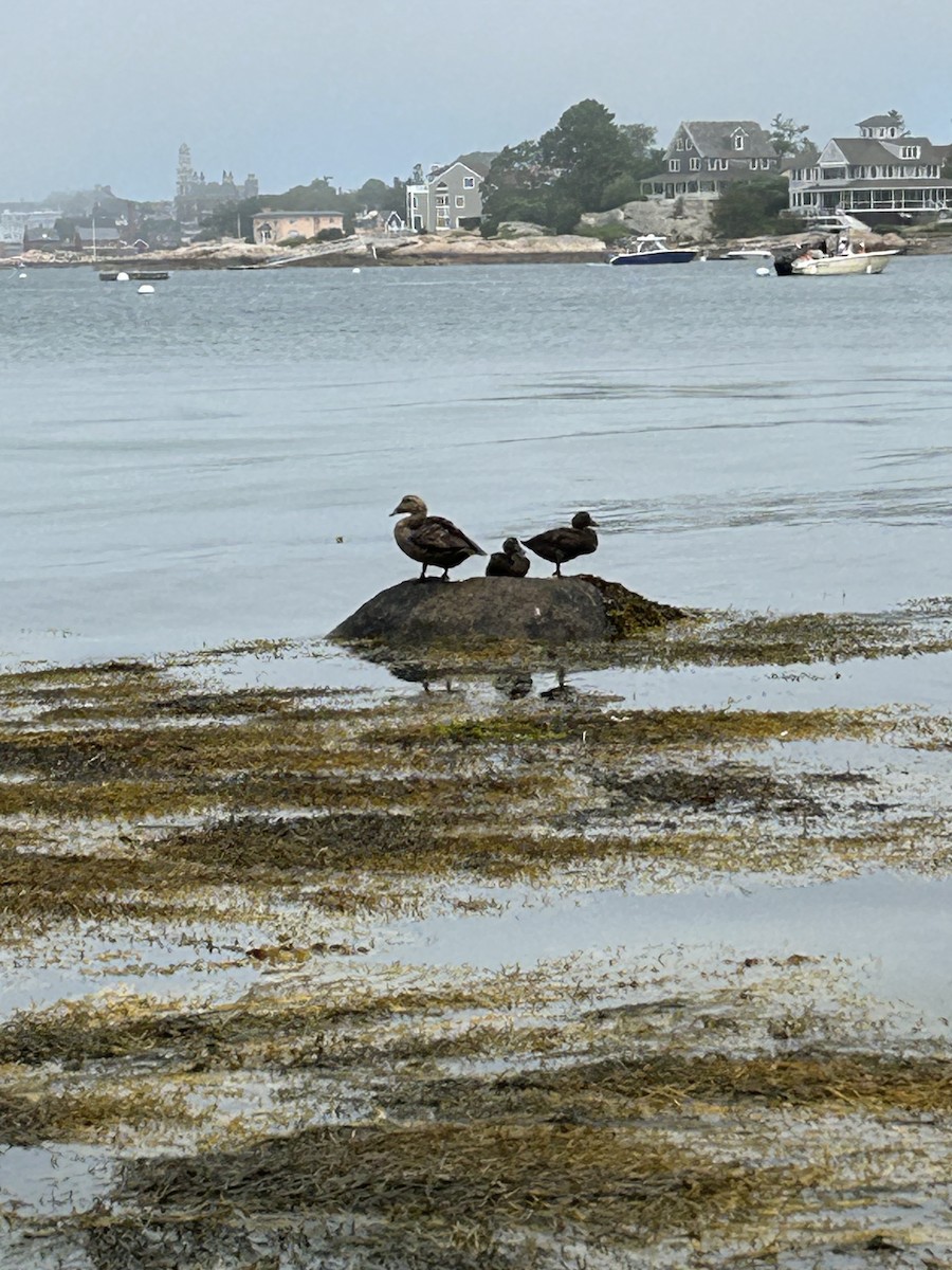 Common Eider - ML638866814