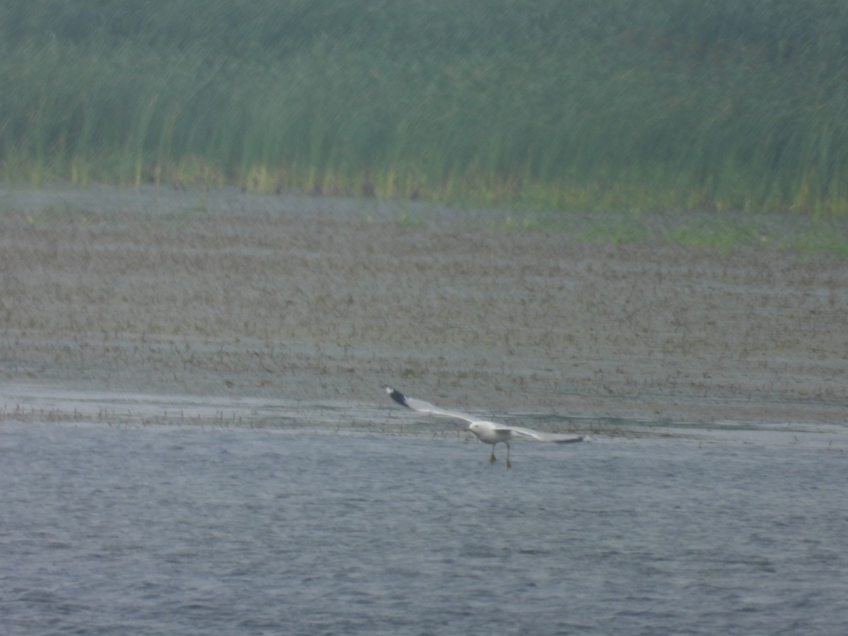 Ring-billed Gull - ML638866815