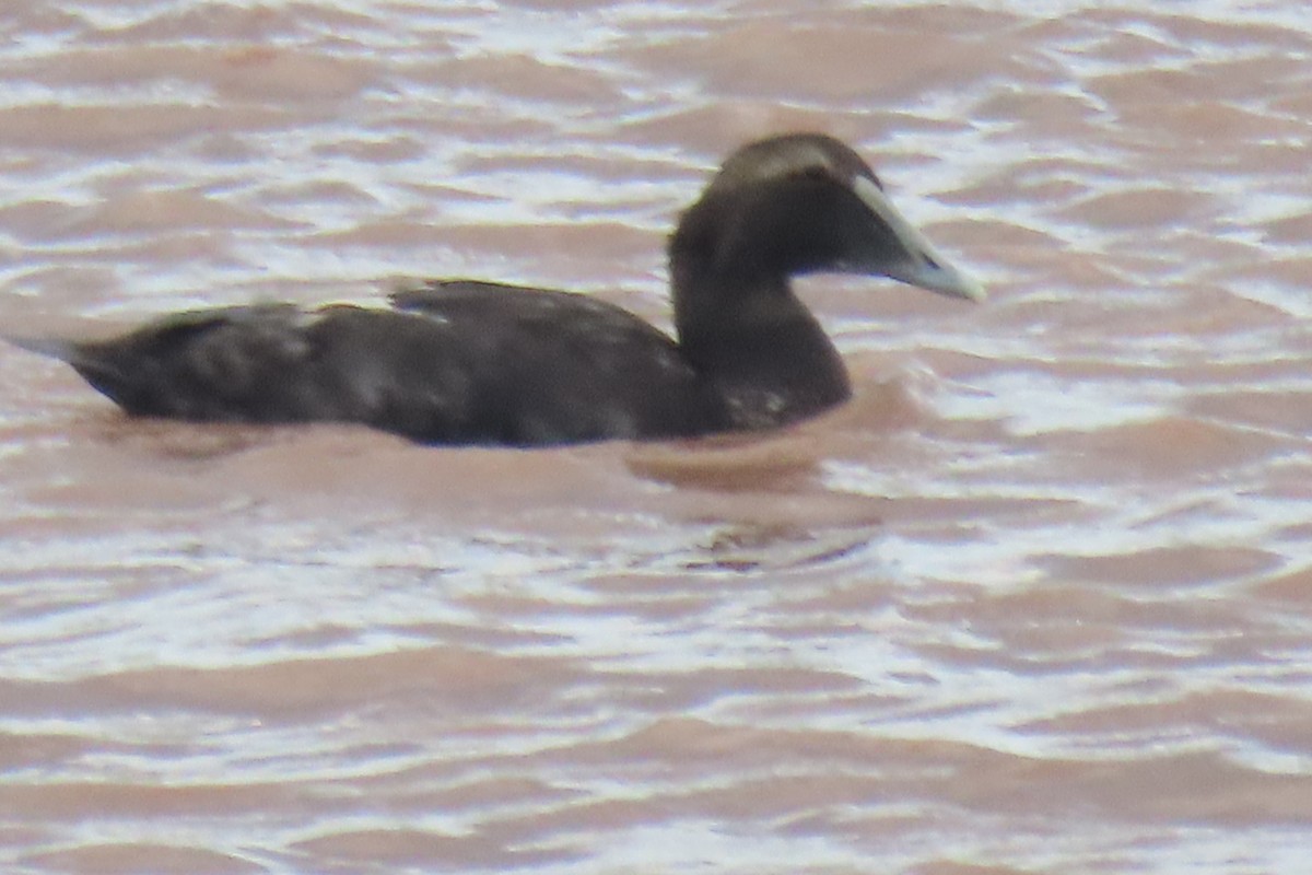 kajka mořská - ML638866826