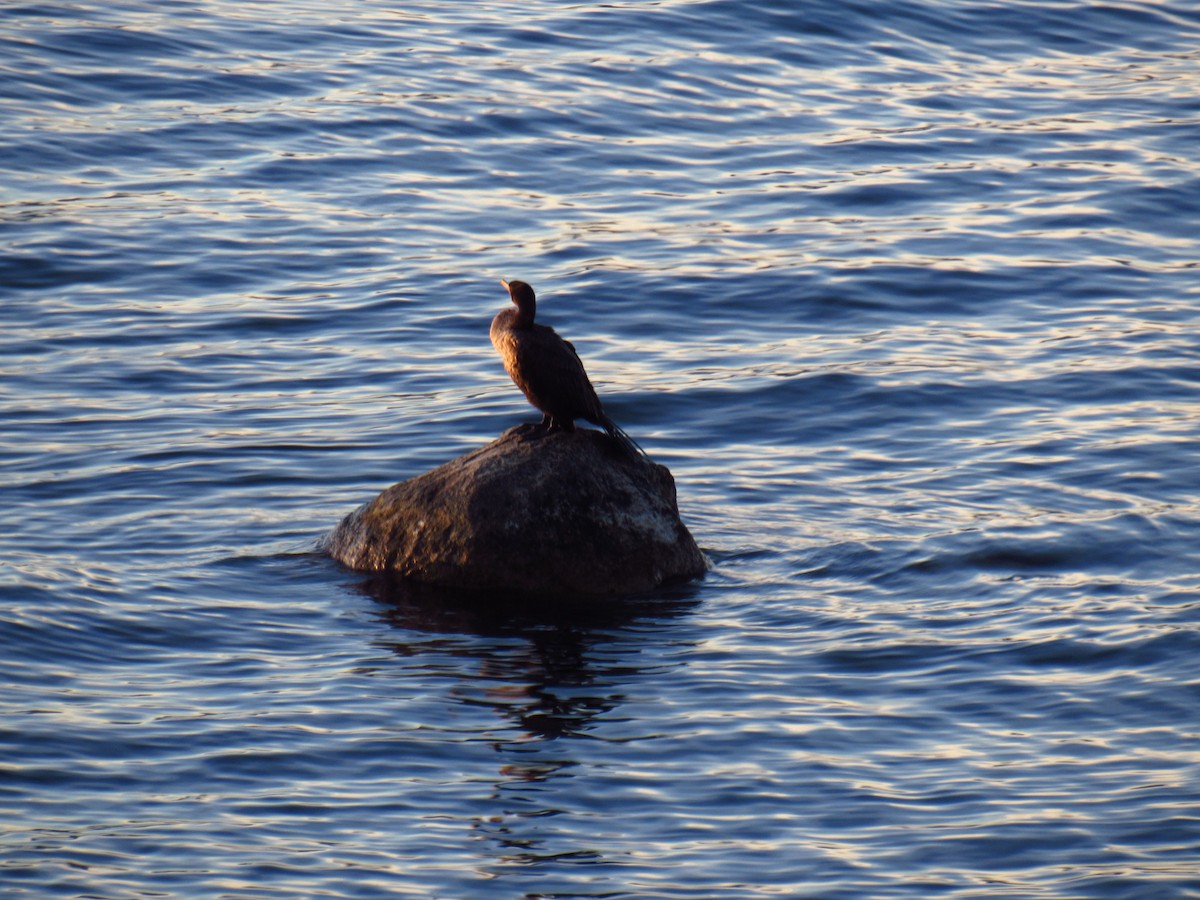 Neotropic Cormorant - ML638866855