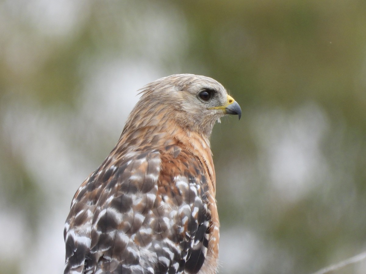 Red-shouldered Hawk - ML638866928
