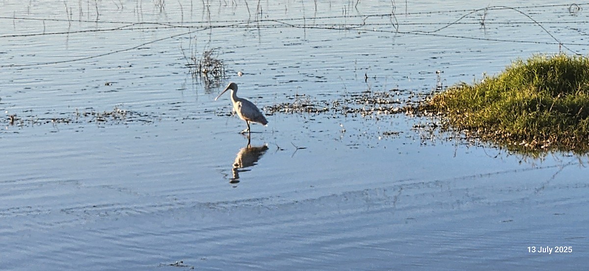 Australasian Shoveler - ML638866938