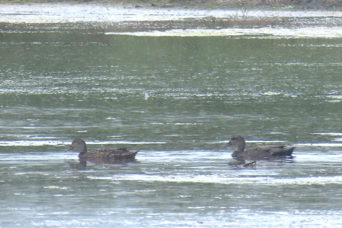 kopřivka obecná - ML638866954