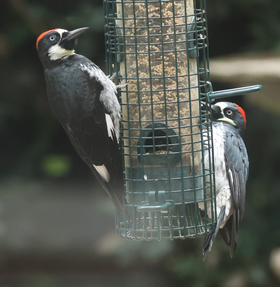 Acorn Woodpecker - ML638866966