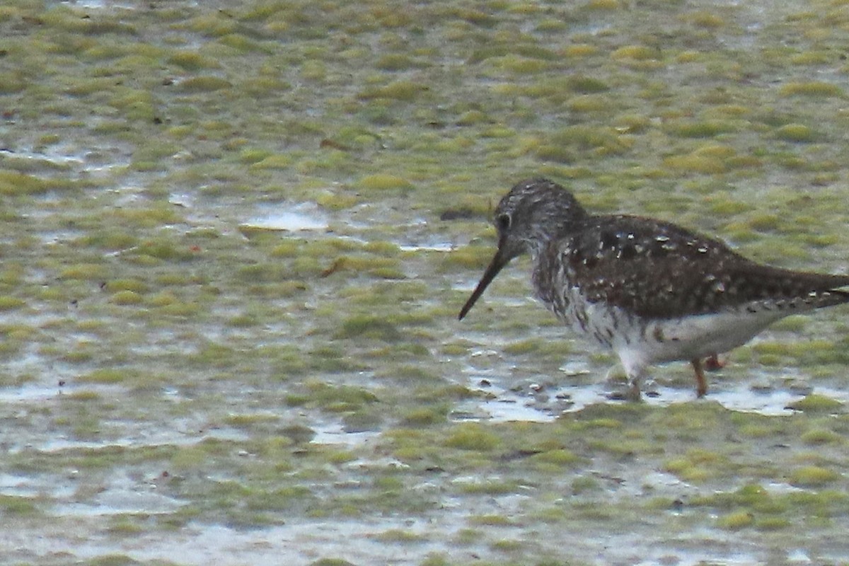 vodouš žlutonohý - ML638866968