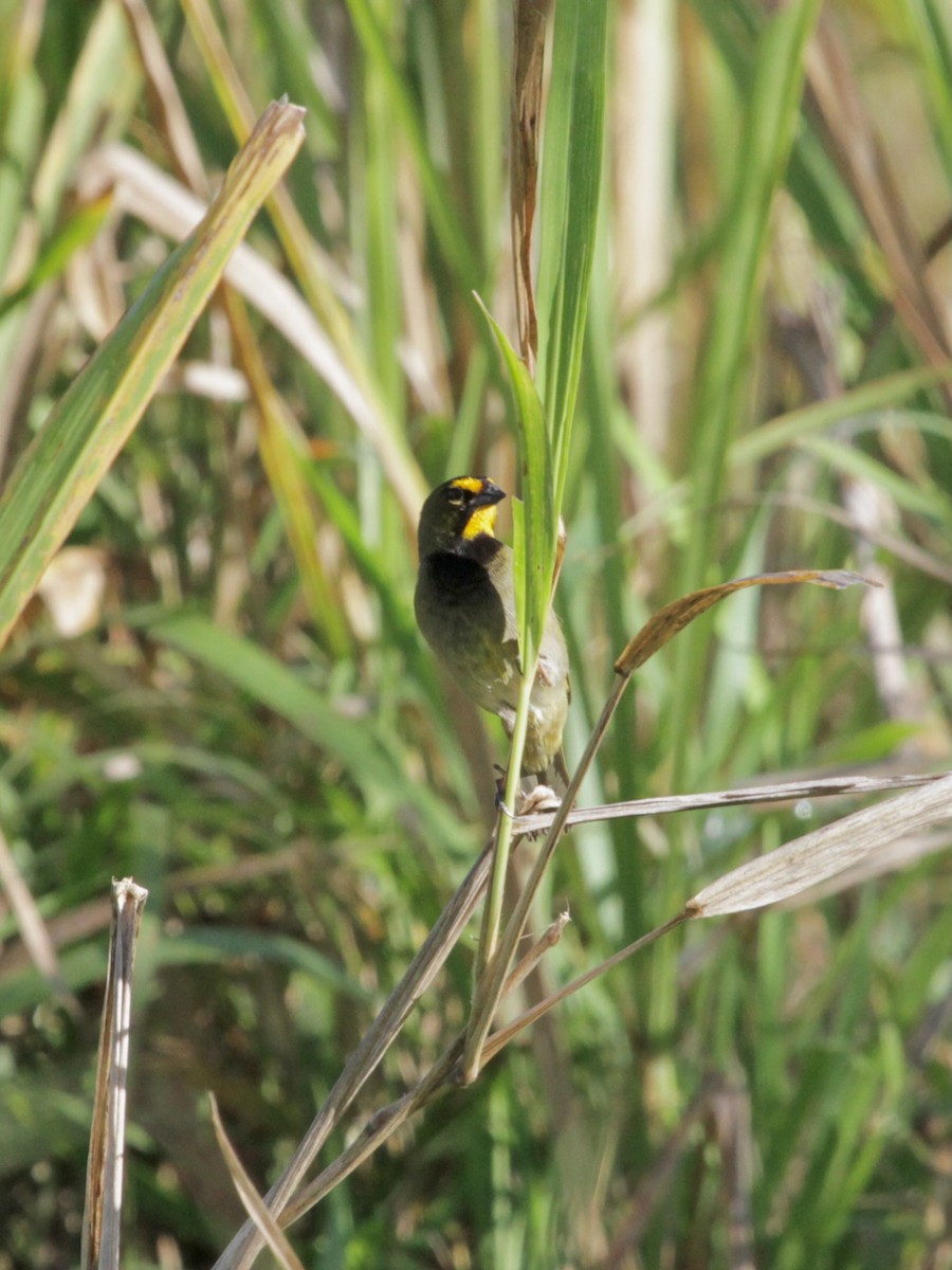Yellow-faced Grassquit - ML638866988