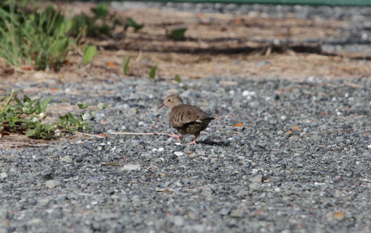 Common Ground Dove - ML638866991