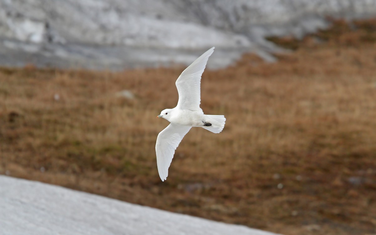 Ivory Gull - ML63886701