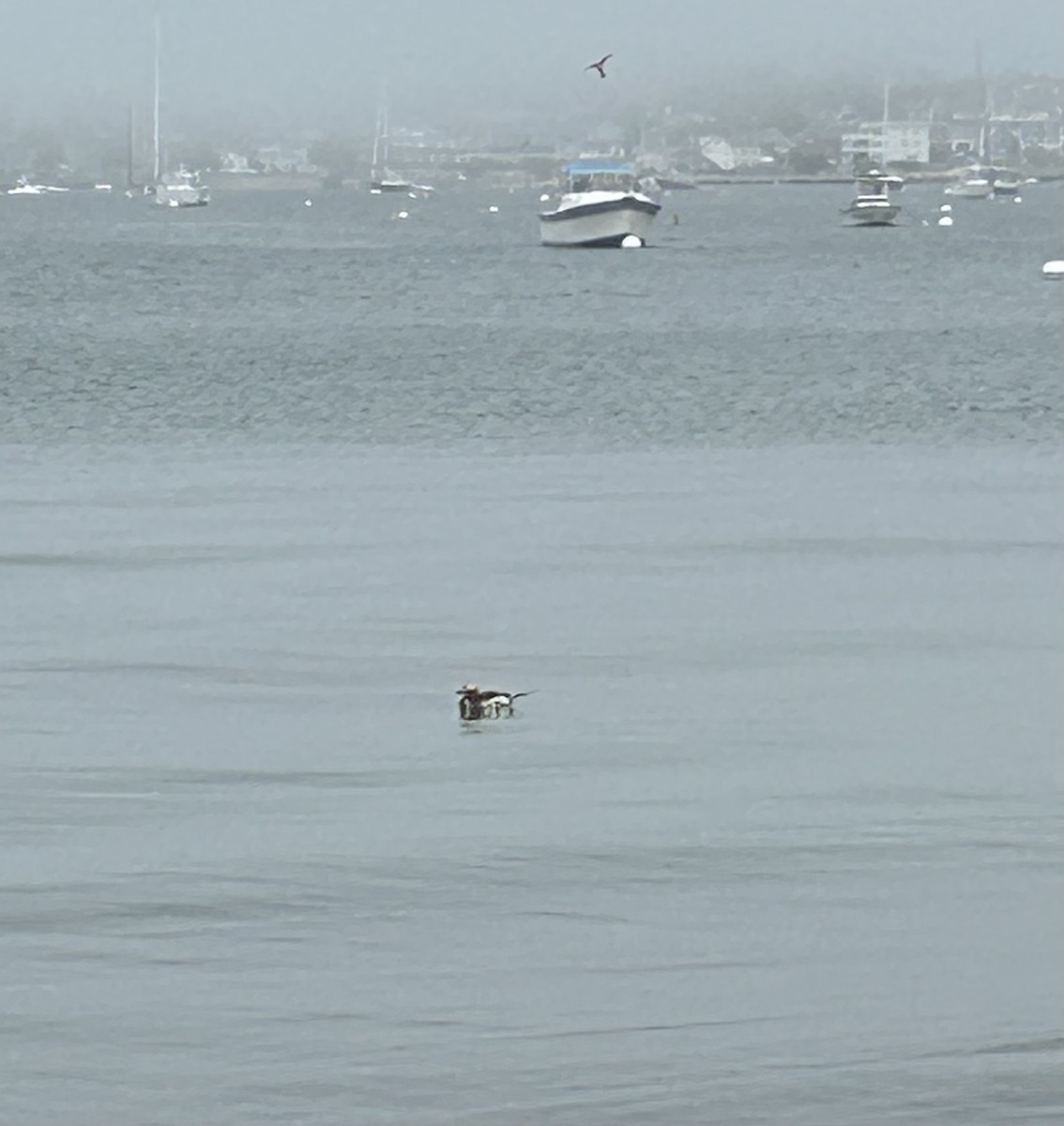 Long-tailed Duck - ML638867056