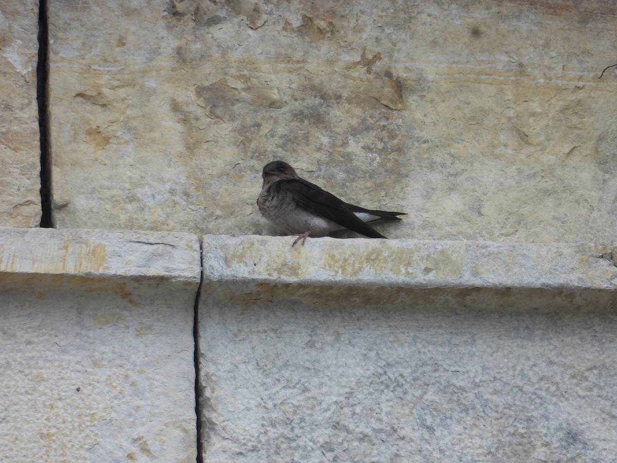 new world martin sp. (Progne sp.) - Juan Ramírez