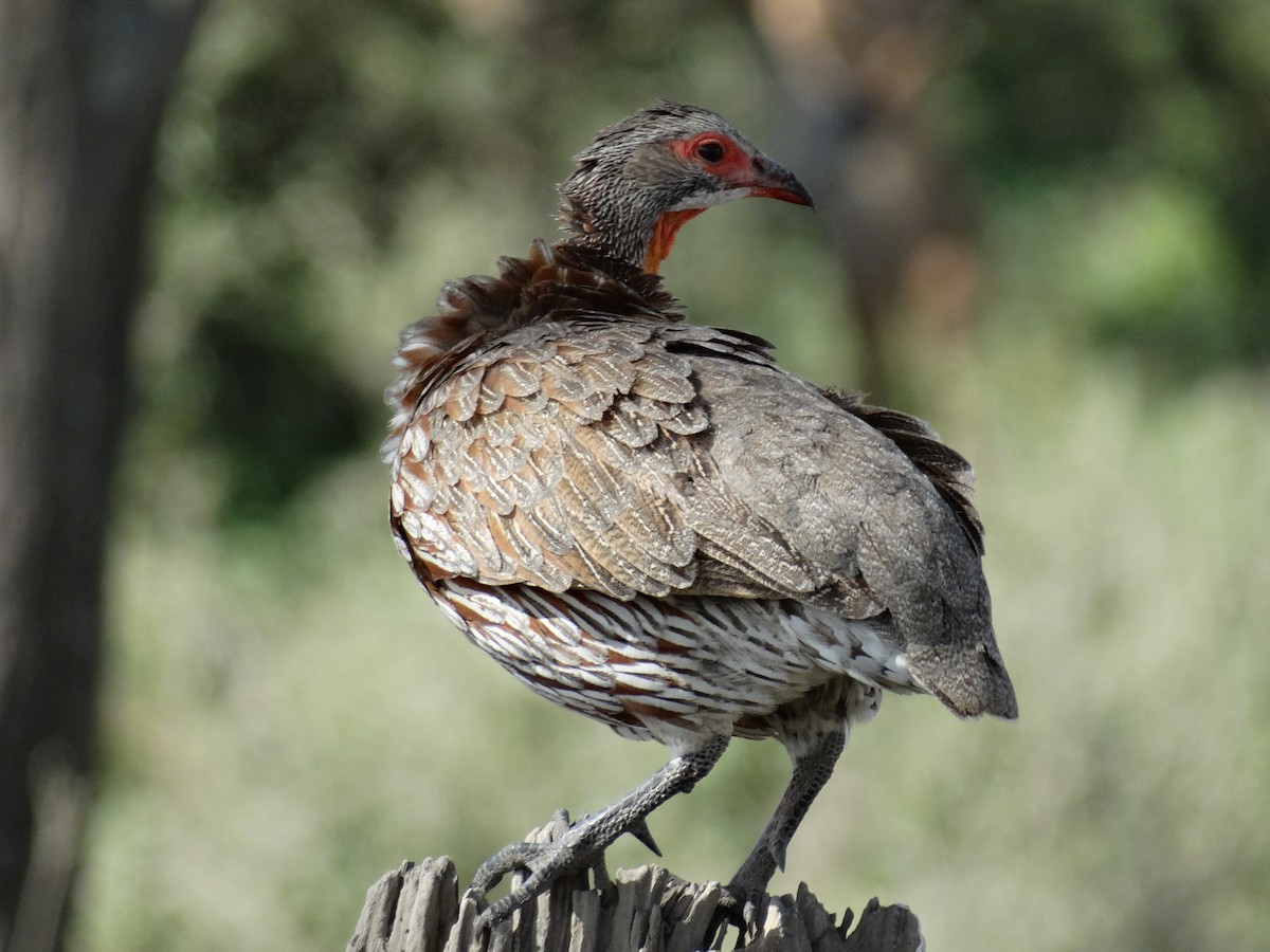 Gray-breasted Spurfowl - ML638867143
