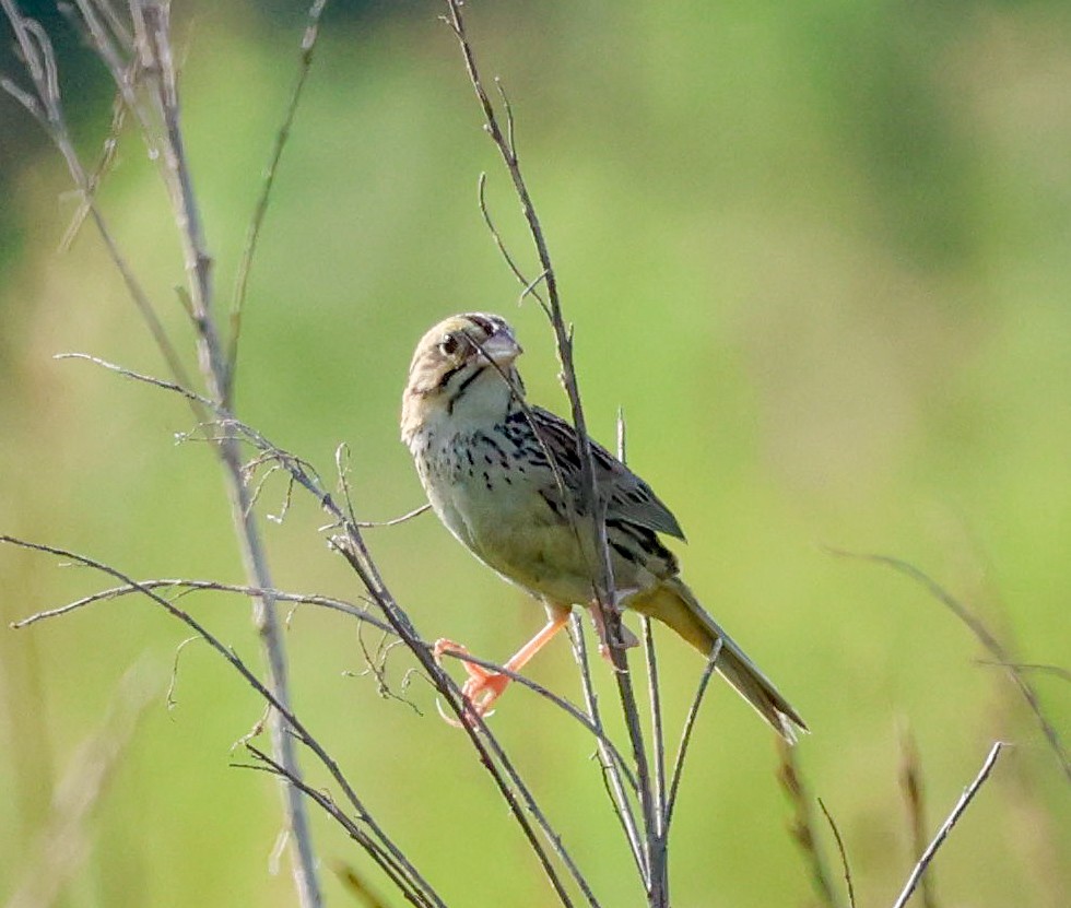 Henslow's Sparrow - ML638867160