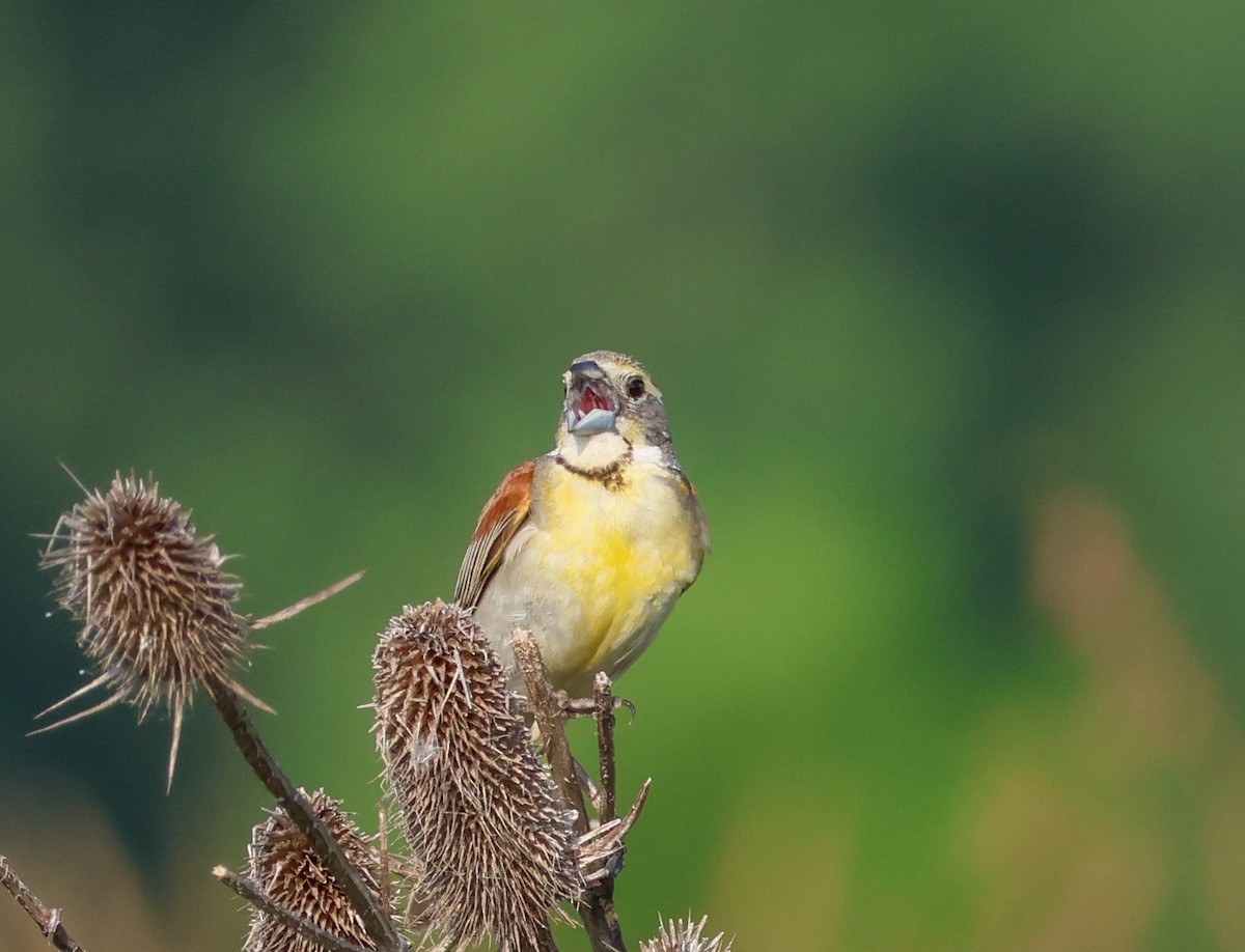 Dickcissel - ML638867189