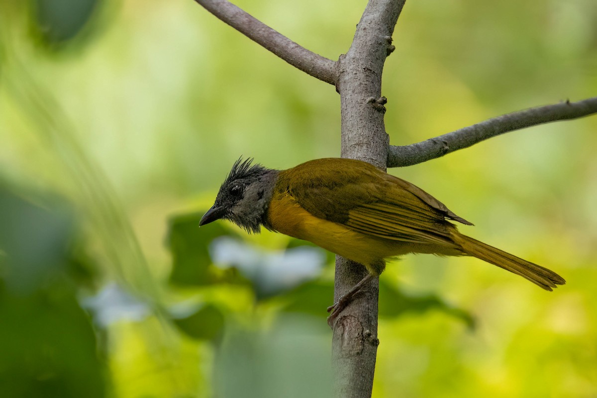 Gray-headed Tanager - ML638867195