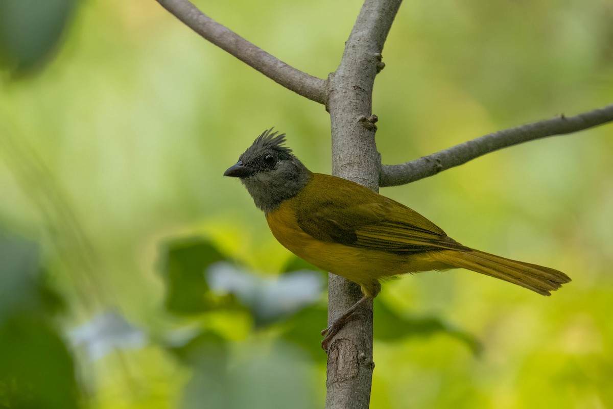 Gray-headed Tanager - ML638867199