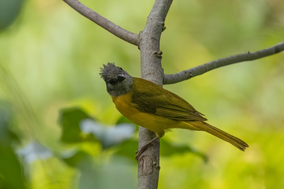 Gray-headed Tanager - ML638867200