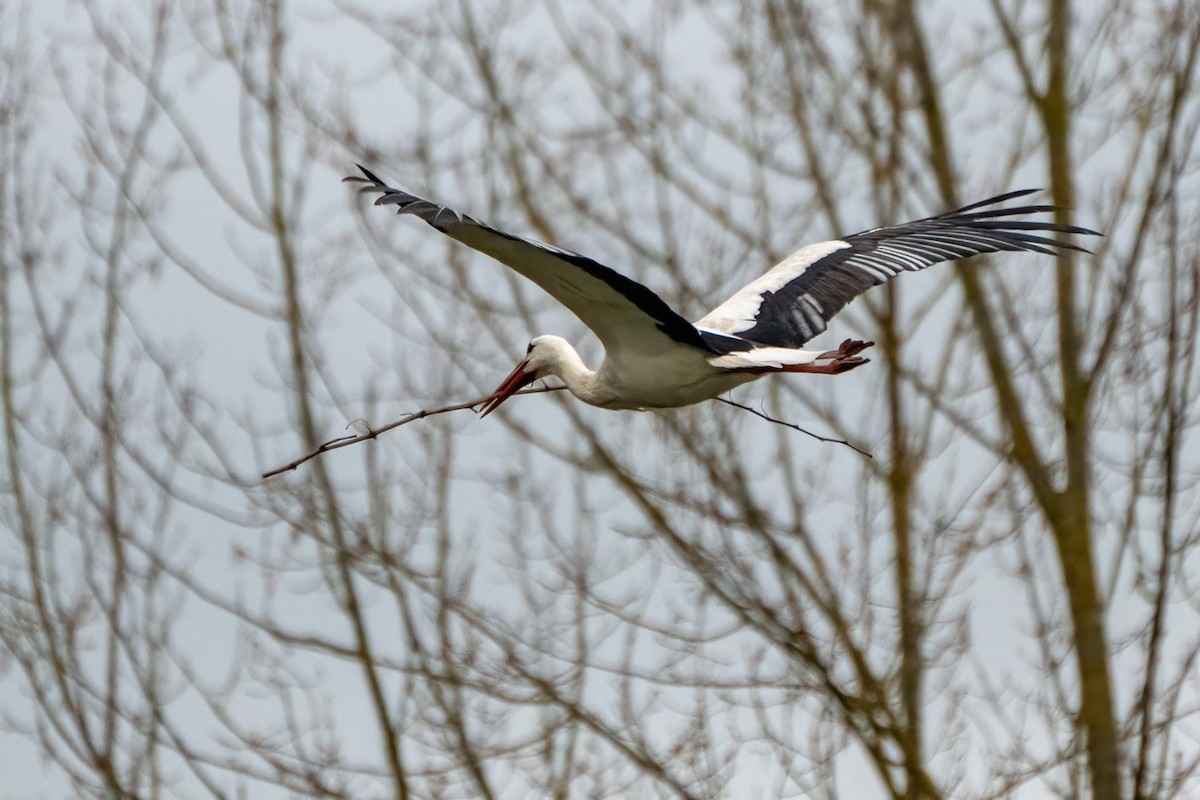 stork - ML638867232