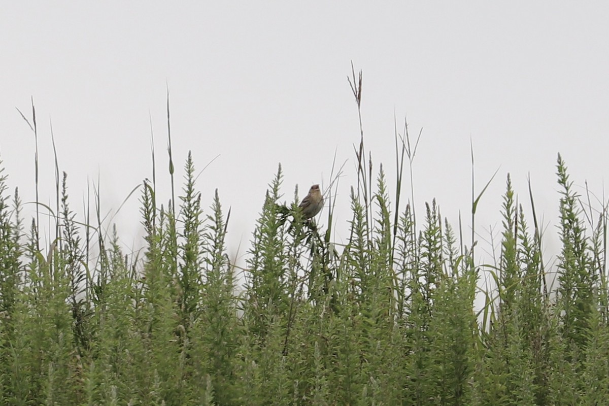 Grasshopper Sparrow - ML638867282