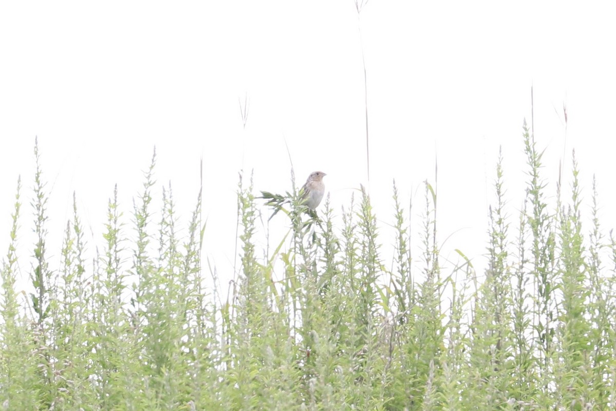 Grasshopper Sparrow - ML638867283