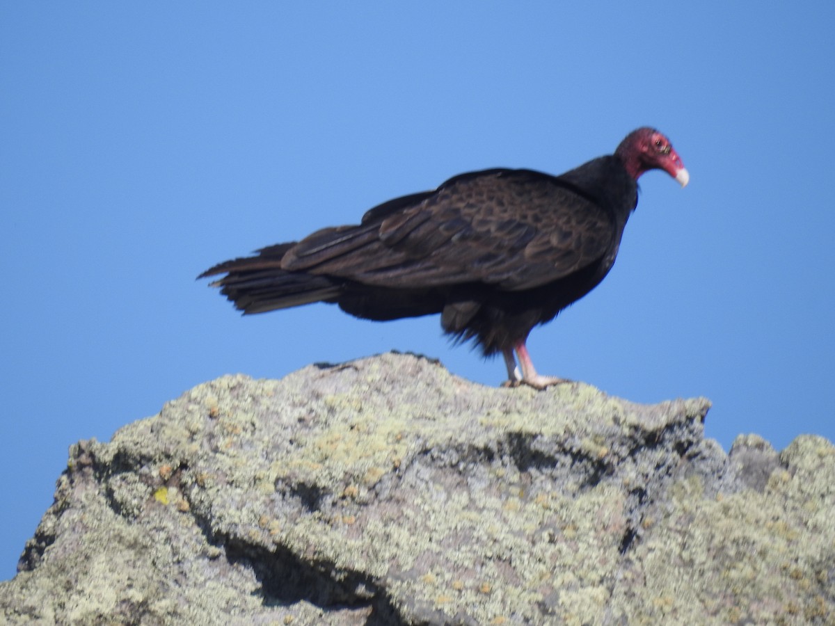 Turkey Vulture - ML638867361