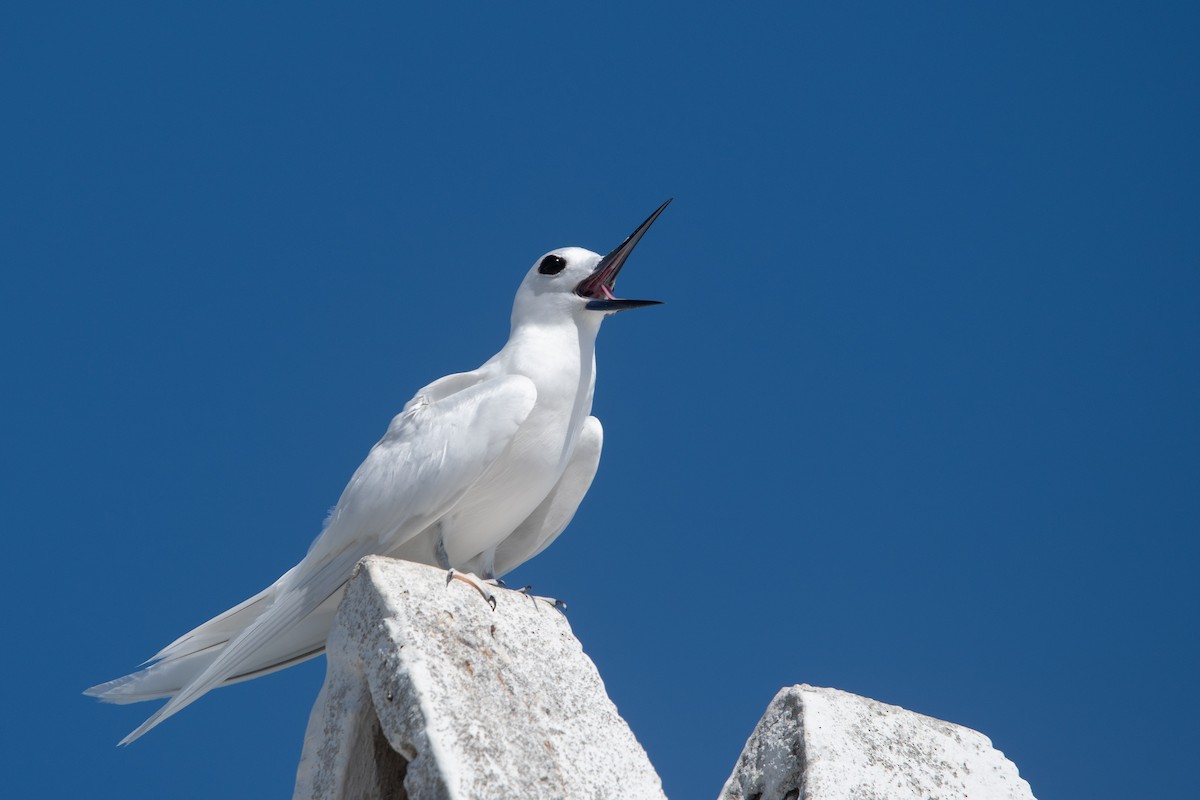 シロアジサシ（candida／leucopes） - ML638867367