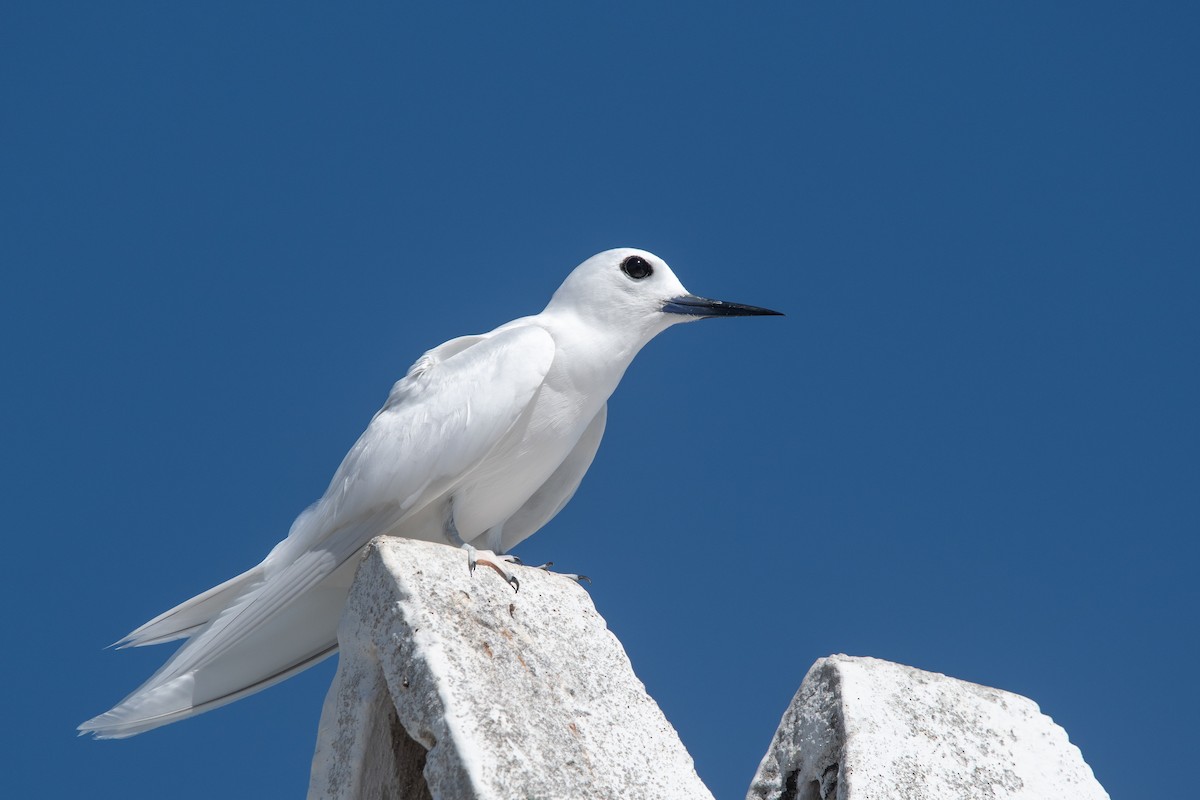 シロアジサシ（candida／leucopes） - ML638867368