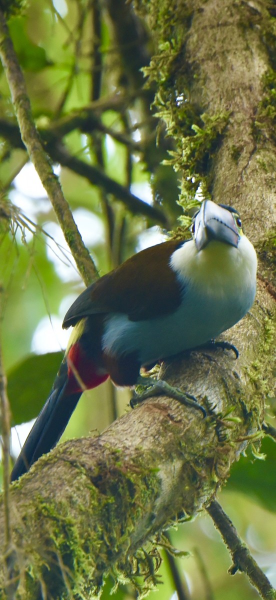 Black-billed Mountain-Toucan - ML638867393