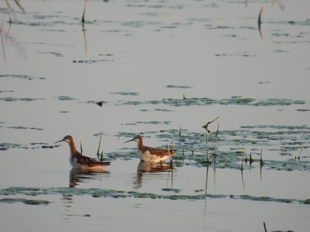 Wilson's Phalarope - ML638867421