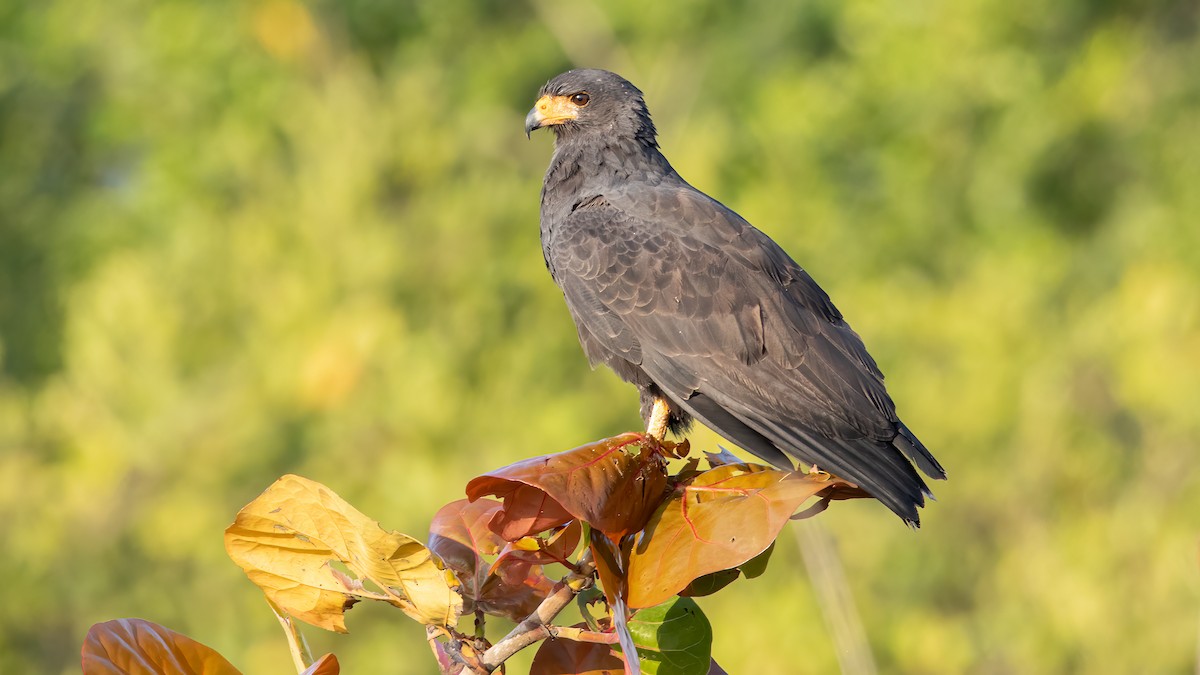 Common Black Hawk - ML638867486