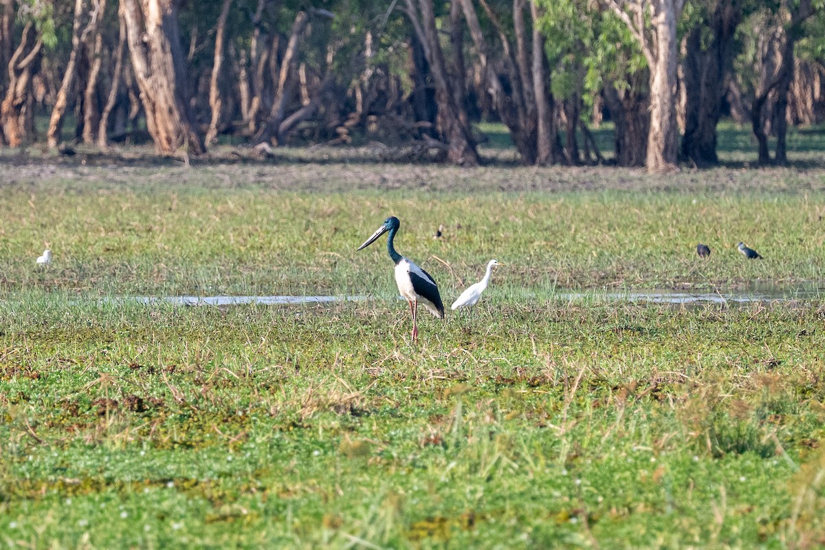 Black-necked Stork - ML638867506