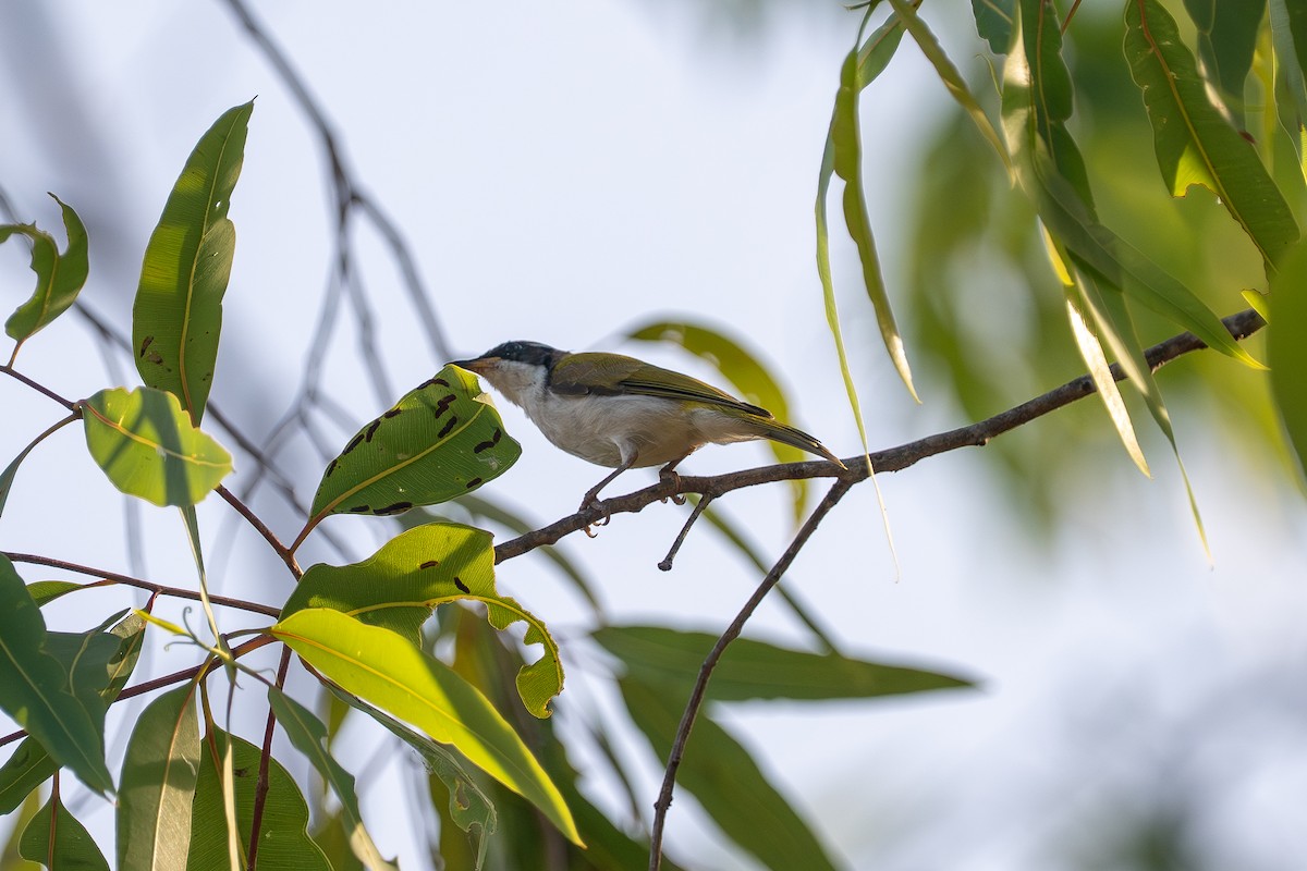 White-throated Honeyeater - ML638867512