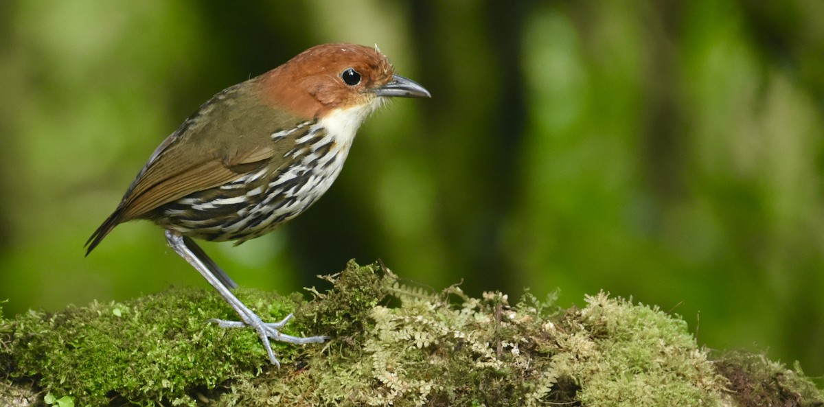 Chestnut-crowned Antpitta - ML638867517
