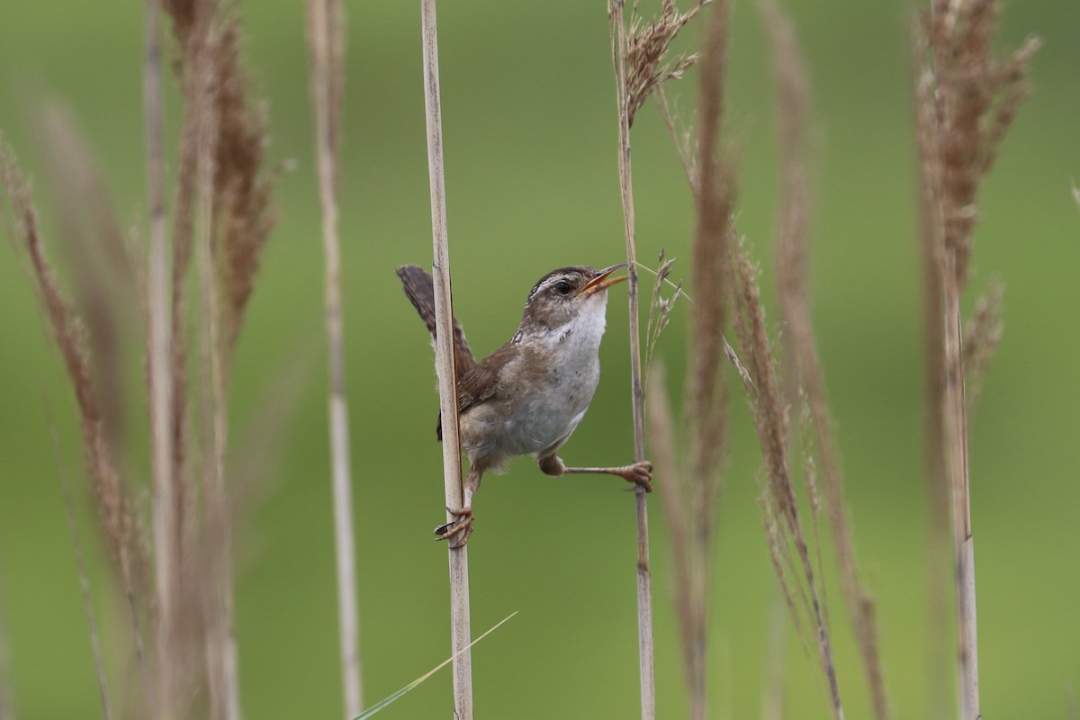 Marsh Wren - ML638867557