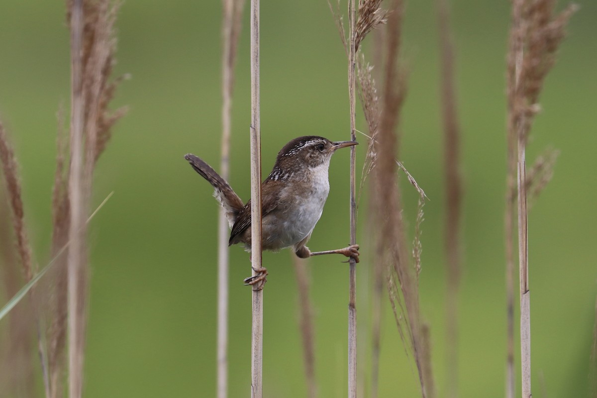Marsh Wren - ML638867566
