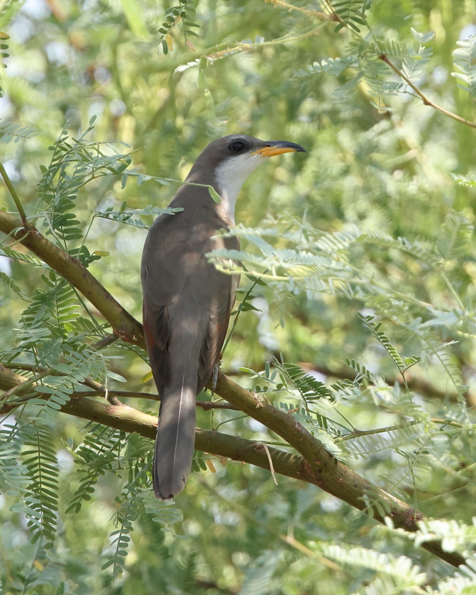 Yellow-billed Cuckoo - ML638867577