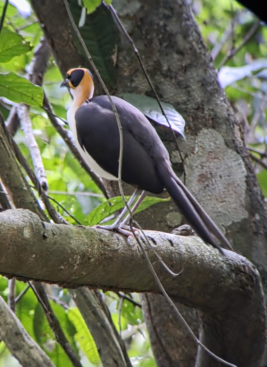 White-necked Rockfowl - ML638867581