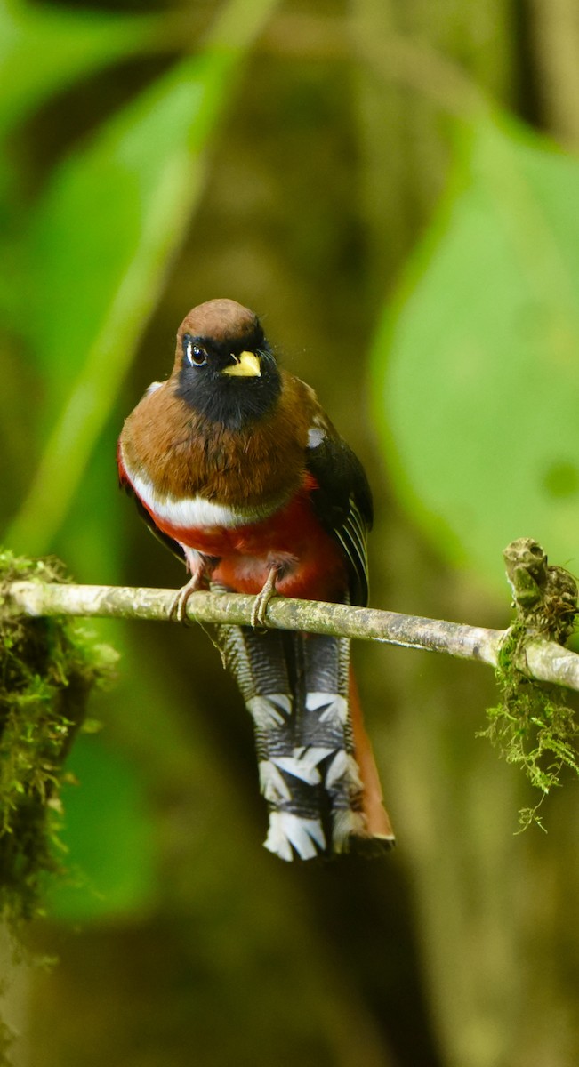 Masked Trogon - ML638867612