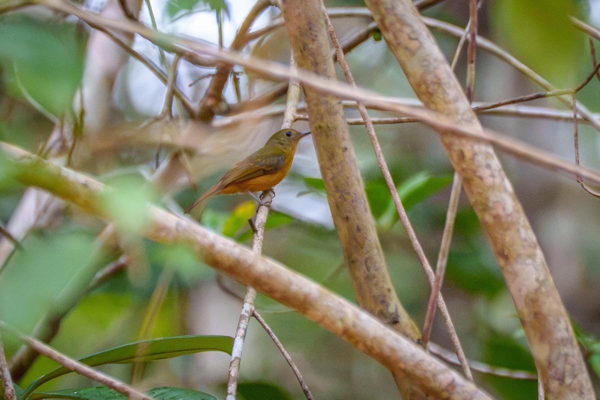 McConnell's Flycatcher (Guianan) - ML638867873