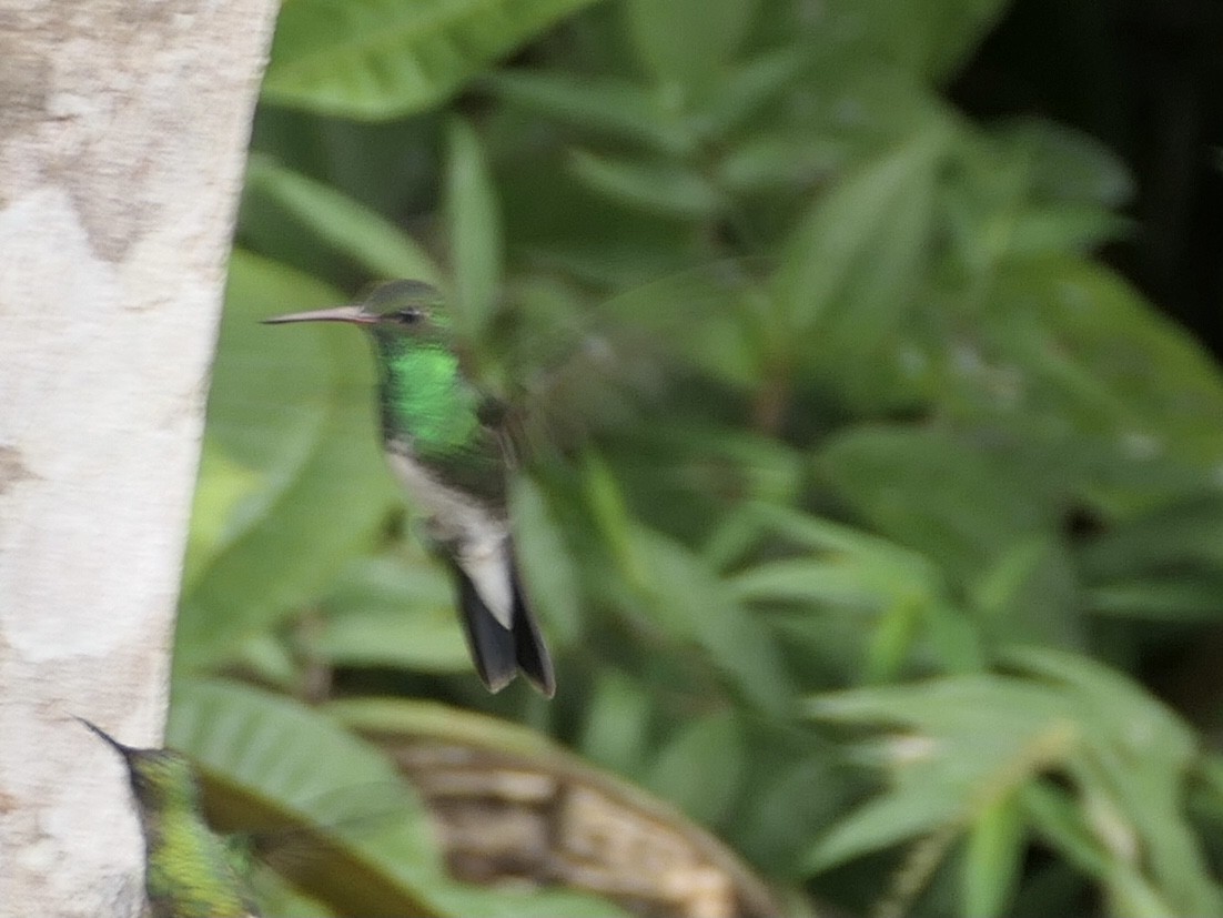 Glittering-throated Emerald - ML638867887