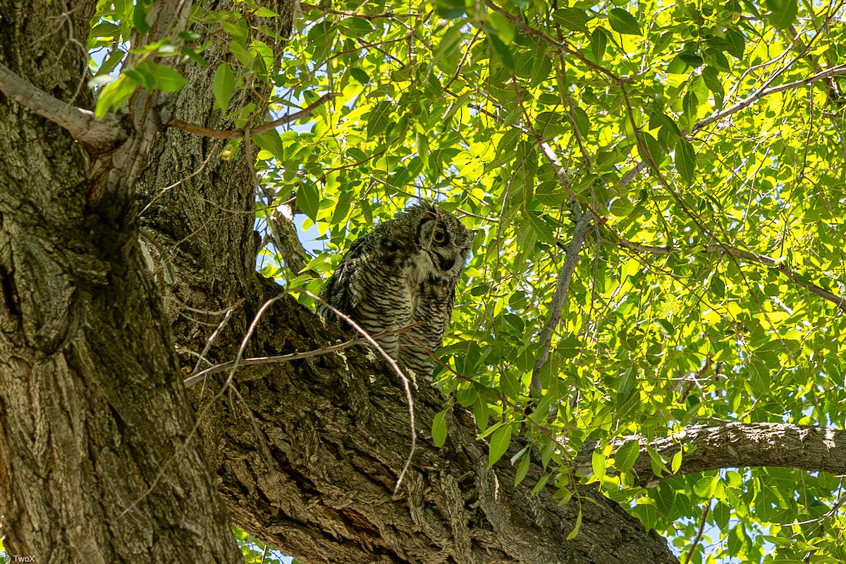Great Horned Owl - ML638867927
