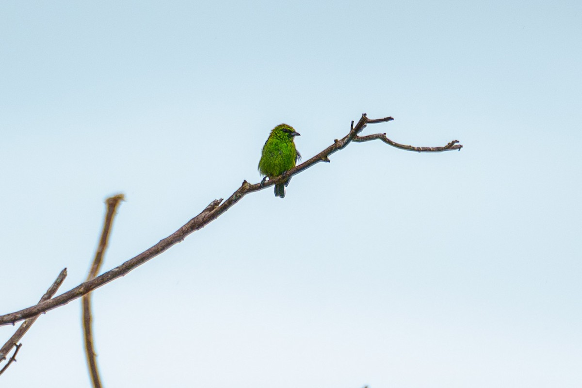 Dotted Tanager - ML638867942